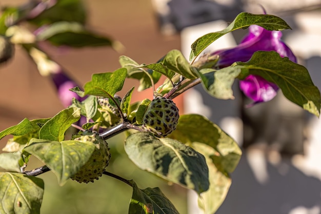 Метель Дьявольская труба Фруктовое растение вида Datura metel