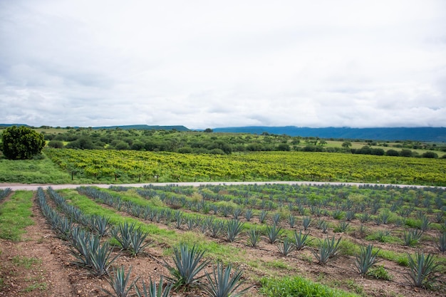 Mexicaans agaveplantagelandschap op het platteland