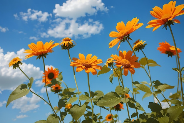 Mexicaans zonnebloem onkruid en blauwe hemel achtergrond