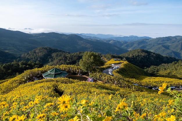 Mexicaans zonnebloemveld in Tung Bua Tong Mae Hong Son Thailand