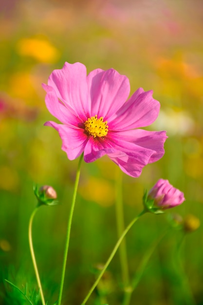 Mexicaanse Aster in het warme zonlicht.