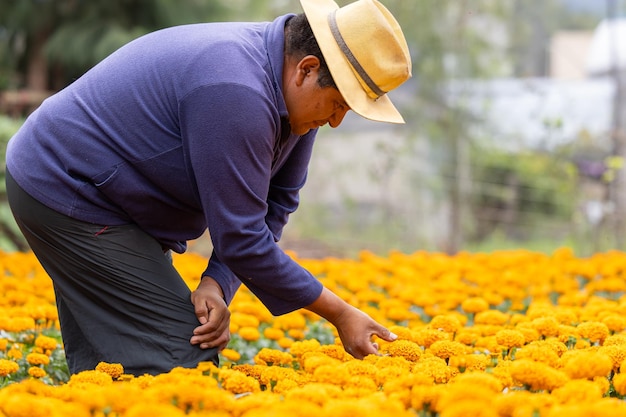 Mexicaanse boer controleert zijn oogst cempasuchil-bloemen in xochimilco, mexico-stad