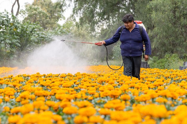 Foto mexicaanse cempasuchilproducent werkt en bemest op het veld