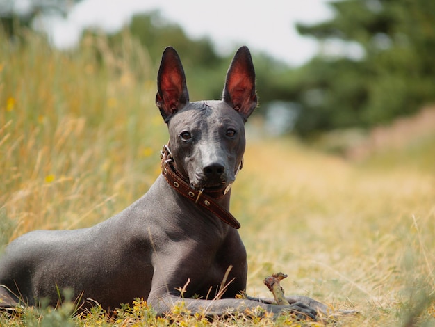 Mexicaanse haarloze xoloitzcuintle Mooie volwassen hond buitenshuis Zeldzaam hondenras Xolo Standaardformaat Zonnige dag