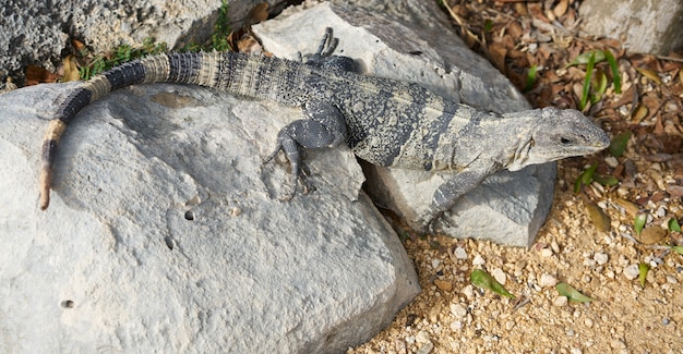 Mexicaanse leguaan in Tulum in Riviera Maya