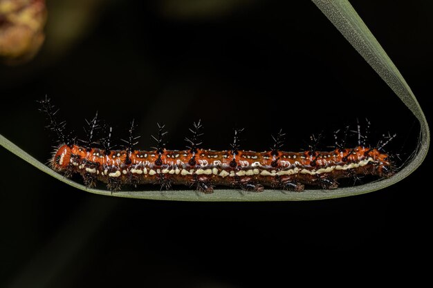 Mexicaanse Parelmoervlindervlinder Caterpillar