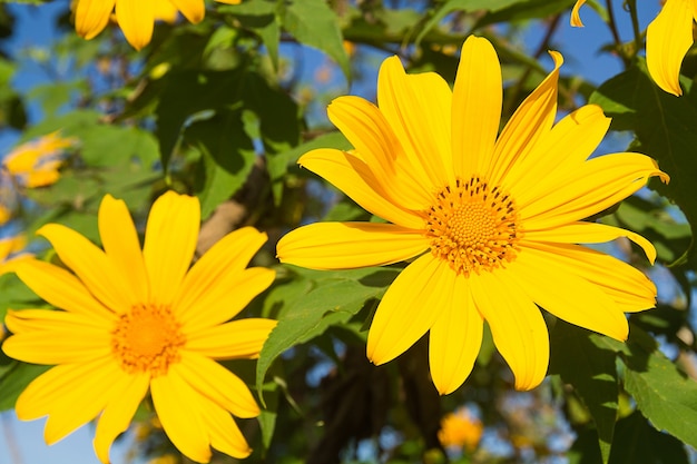 Mexicaanse zonnebloem