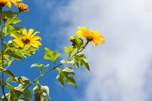 Mexicaanse zonnebloem