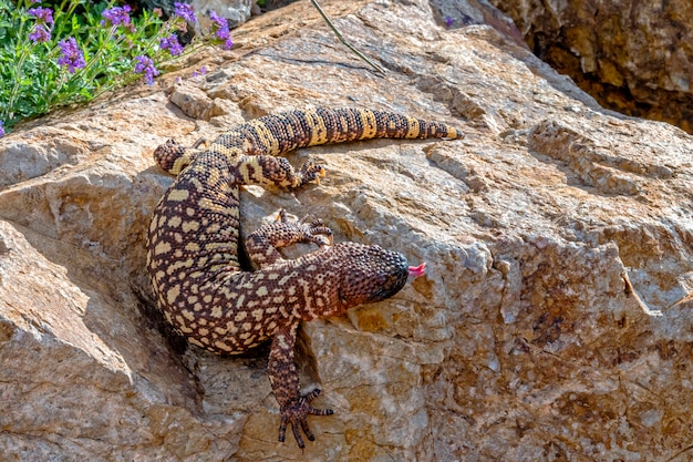 Mexican Beaded Lizard climbing down a Garden Boulder