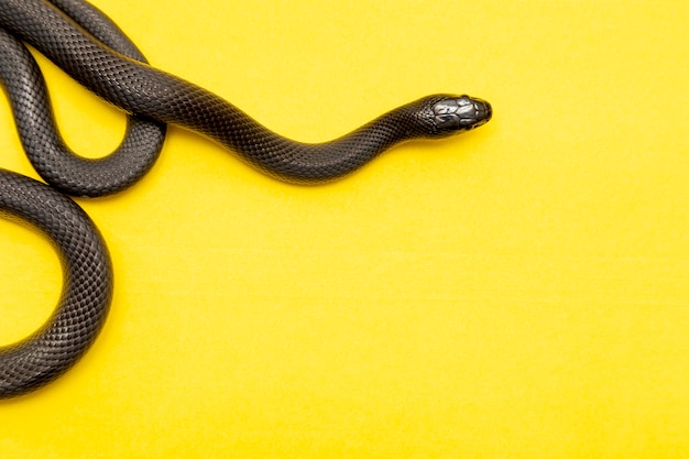 The Mexican black kingsnake is part of the larger colubrid family of snakes, and a subspecies of the common kingsnake.