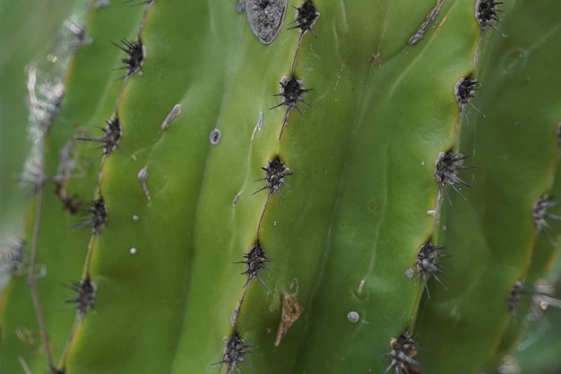 Mexican cactus thorns detail in baja california