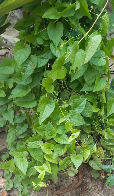 Mexican creeper leaf plant taken closeup angle