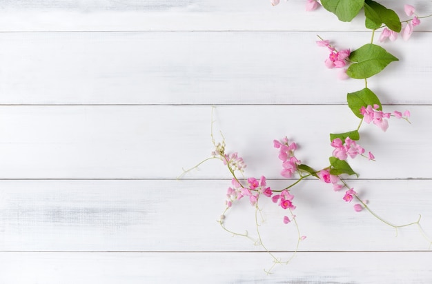 Mexican Creeper pink flower on white wood background