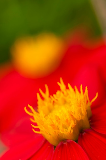 Mexican dahlia