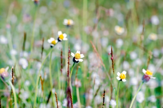 멕시코 데이지 Tridax procumbens L 작은 노란색 꽃이 선택된 초원에 있는 초점