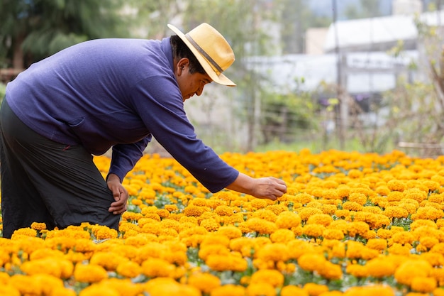 Фото Мексиканский фермер смотрит и трогает свой урожай цветов кемпасучил в сочимилько, мехико.