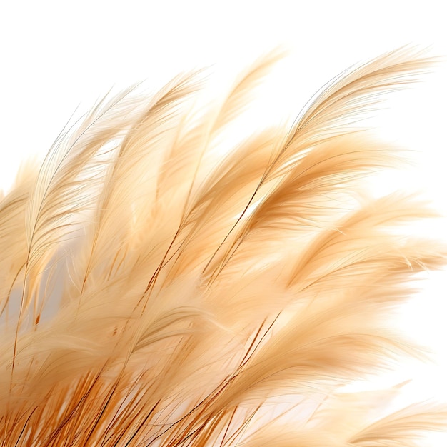 Mexican feather grass soft wispy golden strands river grass isolated on white background clean