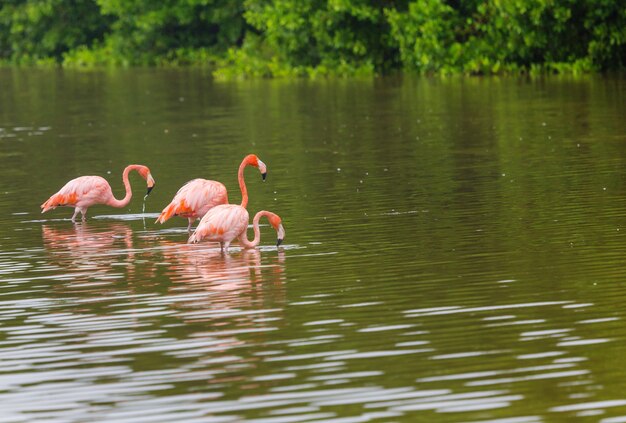 Mexican flamingos wade in lagoon