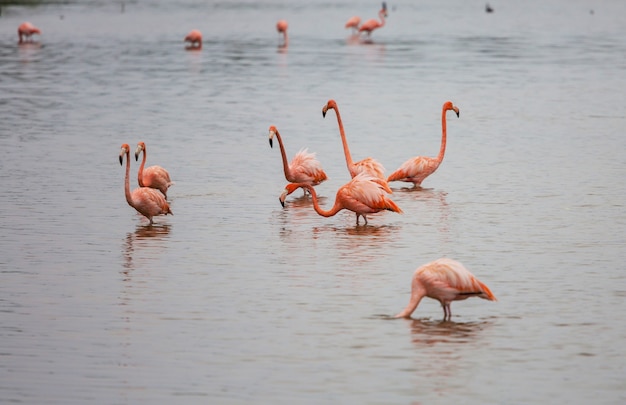 Mexican flamingos wade in lagoon