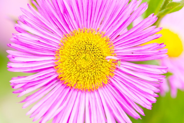 Мексиканская блоха или Erigeron karvinskianus в розовом цветке с желтым сердцем в семействе сложноцветных ромашек