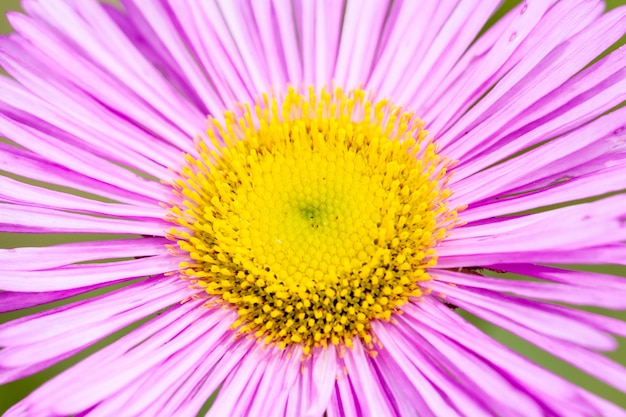 Мексиканская блоха или Erigeron karvinskianus в цветке.