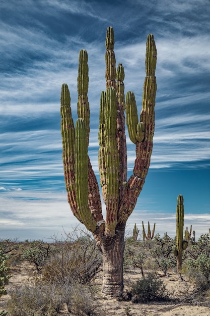 Mexican giant cactus in desert under fascinating sky, San Ignacio, Baja California, Mexico