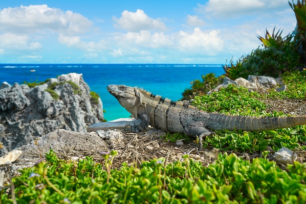 Foto iguana messicana in tulum in riviera maya