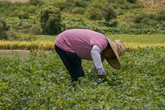 フィールドでトマティーヨを収集するメキシコ人男性