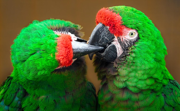 Mexican military macaw