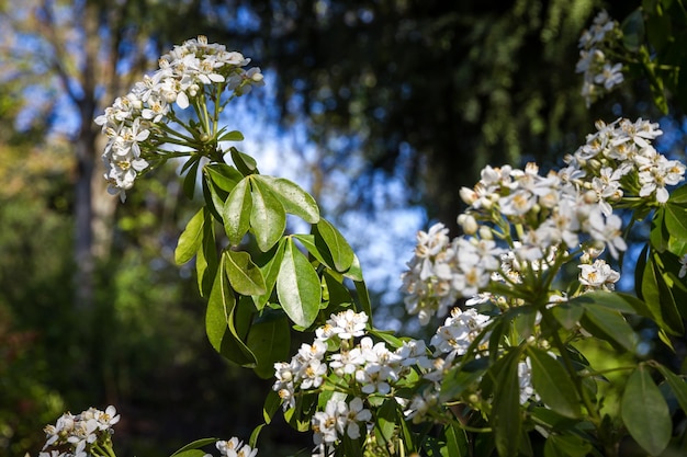 Mexican orange blossom in spring