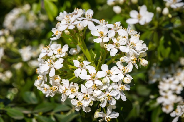 Mexican orange blossom in spring