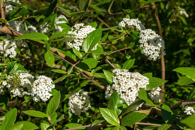 Mexican orange blossom in spring