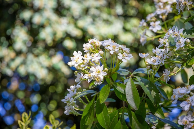 Mexican orange blossom in spring