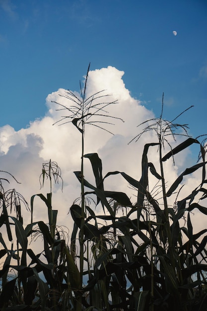 Foto milpa messicana biologica