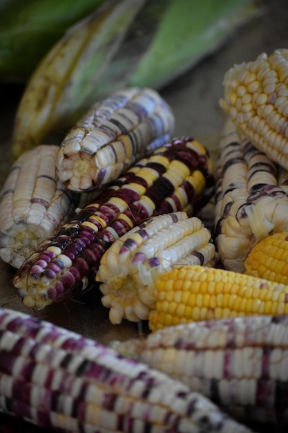 Foto milpa messicana biologica