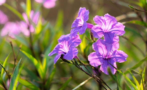 The mexican petunia flower in nature