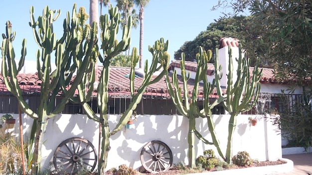 メキシコの田舎のホームステッドガーデン多肉サボテン植物白い壁カリフォルニア