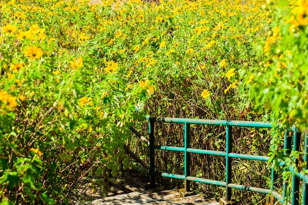 Mexican sunflower of Doi Mae UKho Mae Hong Son province off Thailand