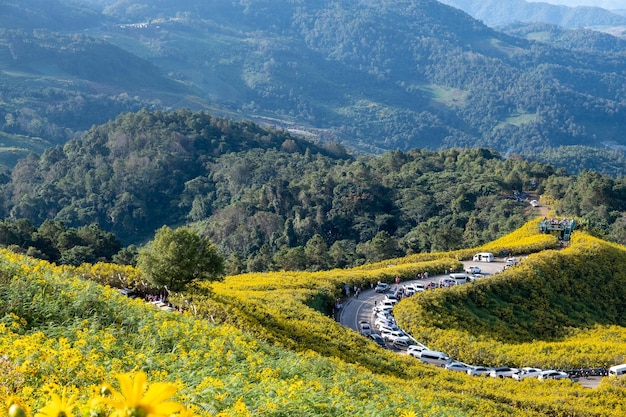 Mexican sunflower field at Tung Bua Tong Mae Hong Son Thailand