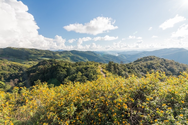 Mexican sunflower on the hill in Maehongson, Thailand