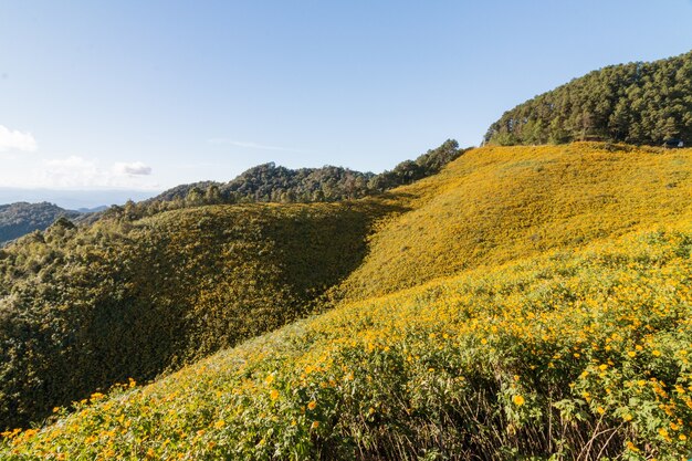 Mexican sunflower on the hill in Maehongson, Thailand