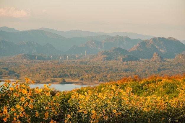 매 캄 댐이 있는 멕시코 해바라기와 산의 일몰. 클로즈업 트리 메리골드 또는 Mae moh, Lampang, Thailand. 아름다운 풍경.