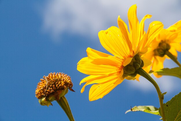 Mexican Sunflower