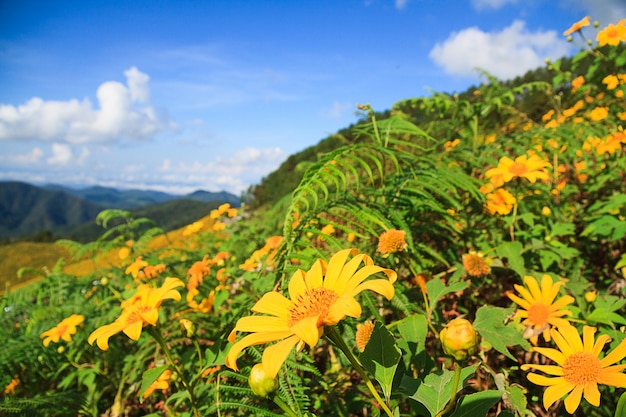 Mexican Sunflower