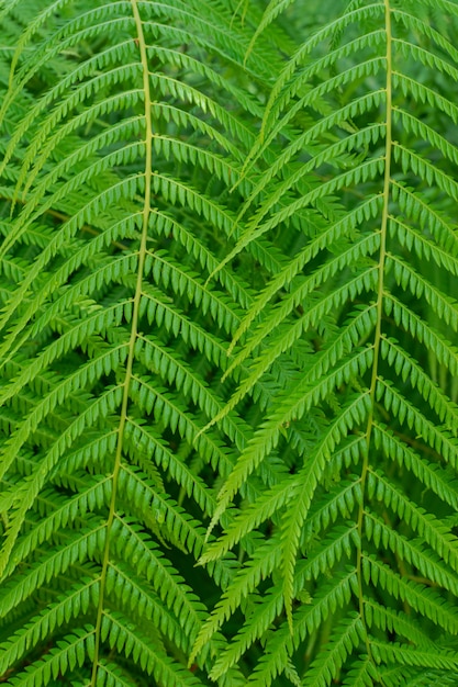 Mexican tree fern, close view