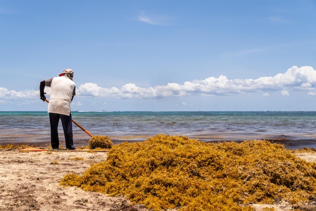 Mexican worker picking seaweed from sargassum on the beach