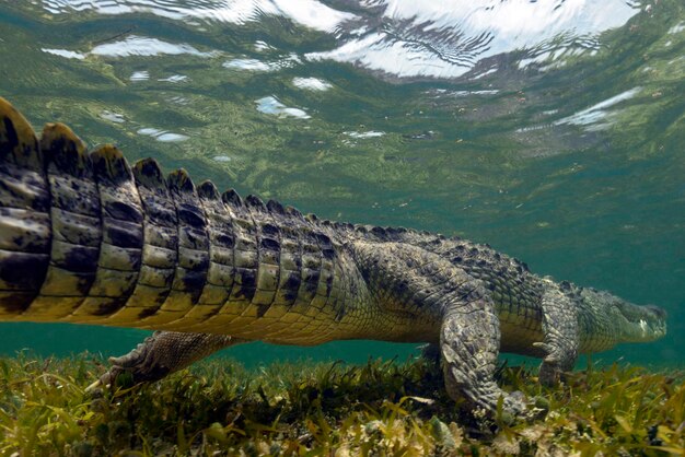 メキシコ、水中のアメリカのワニ