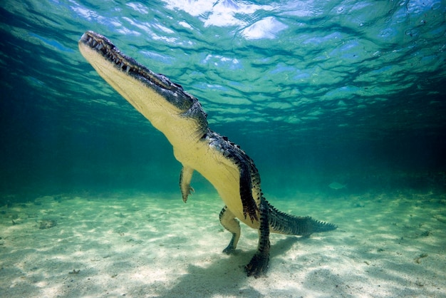 Мексика, американский крокодил под водой