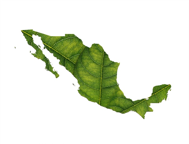 Mexico map made of green leaves on soil background ecology concept