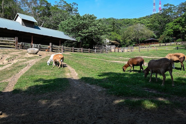 Miaoli Taiwan APR 12 2021 Flying Cow Ranch - это экскурсионное ранчо, где выращивают много крупного рогатого скота, овец и других животных.